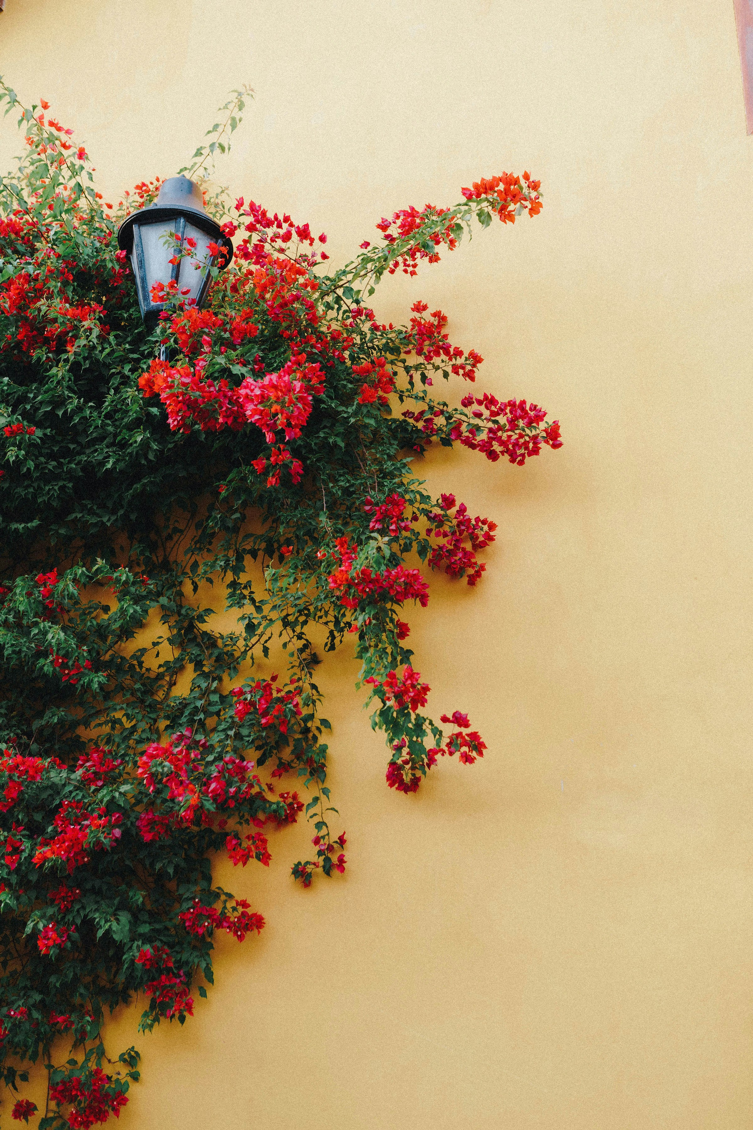 Photo by joellseverino