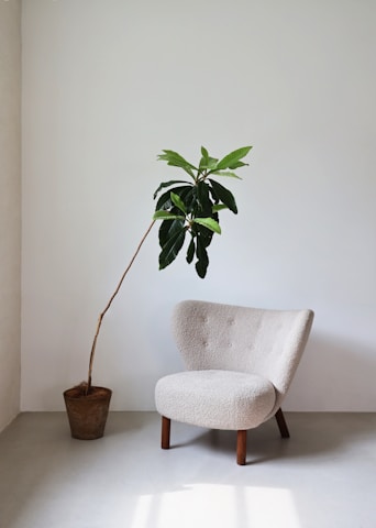 a chair and a potted plant in a room