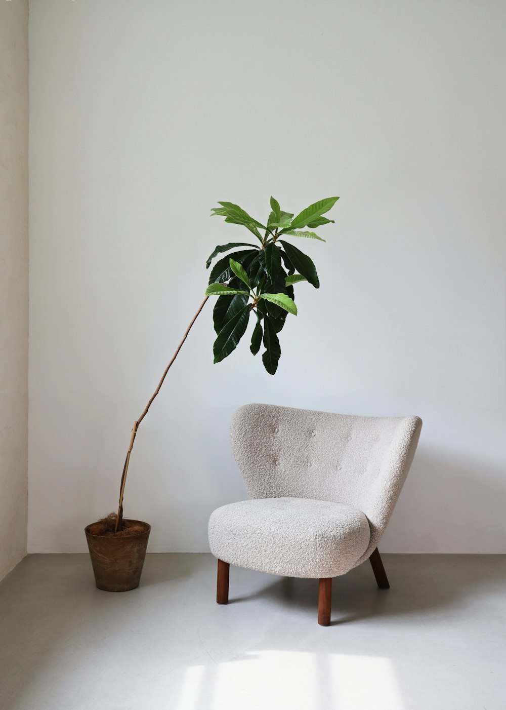 a chair and a potted plant in a room