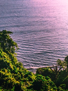 A serene ocean scene captures the calm waves meeting lush, vibrant greenery along the shore under a pink sunset glow. The tranquil water reflects the subtle hues of the sky, enhancing the peaceful ambiance.