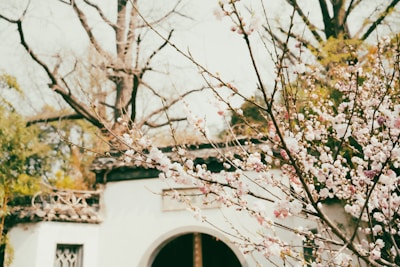 An artistic frame showcasing traditional anime-style cherry blossoms.