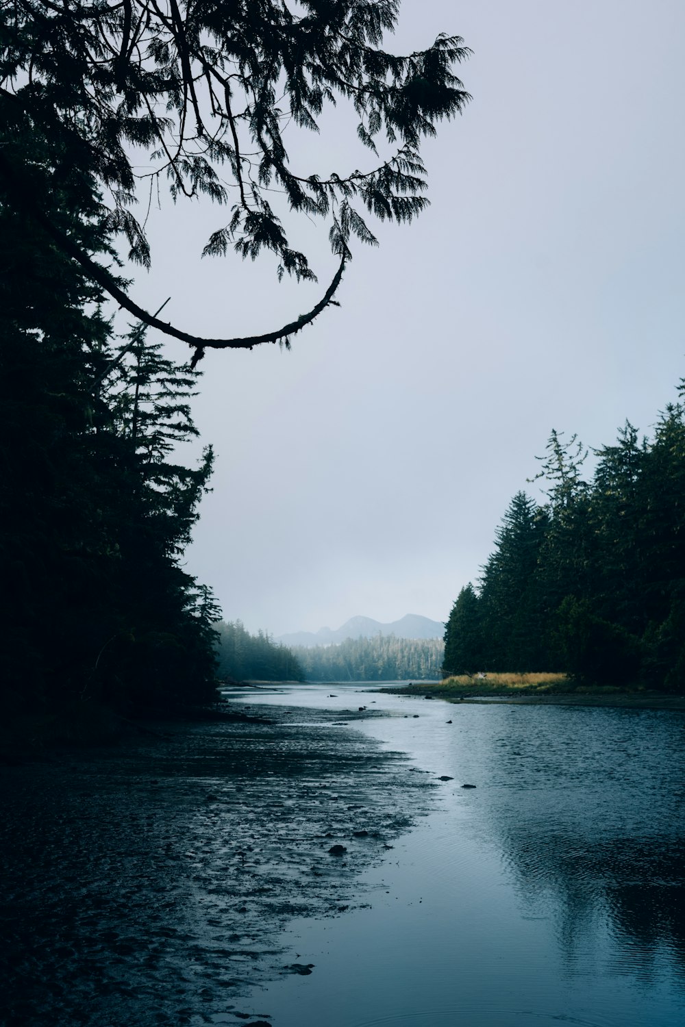 a body of water surrounded by a forest