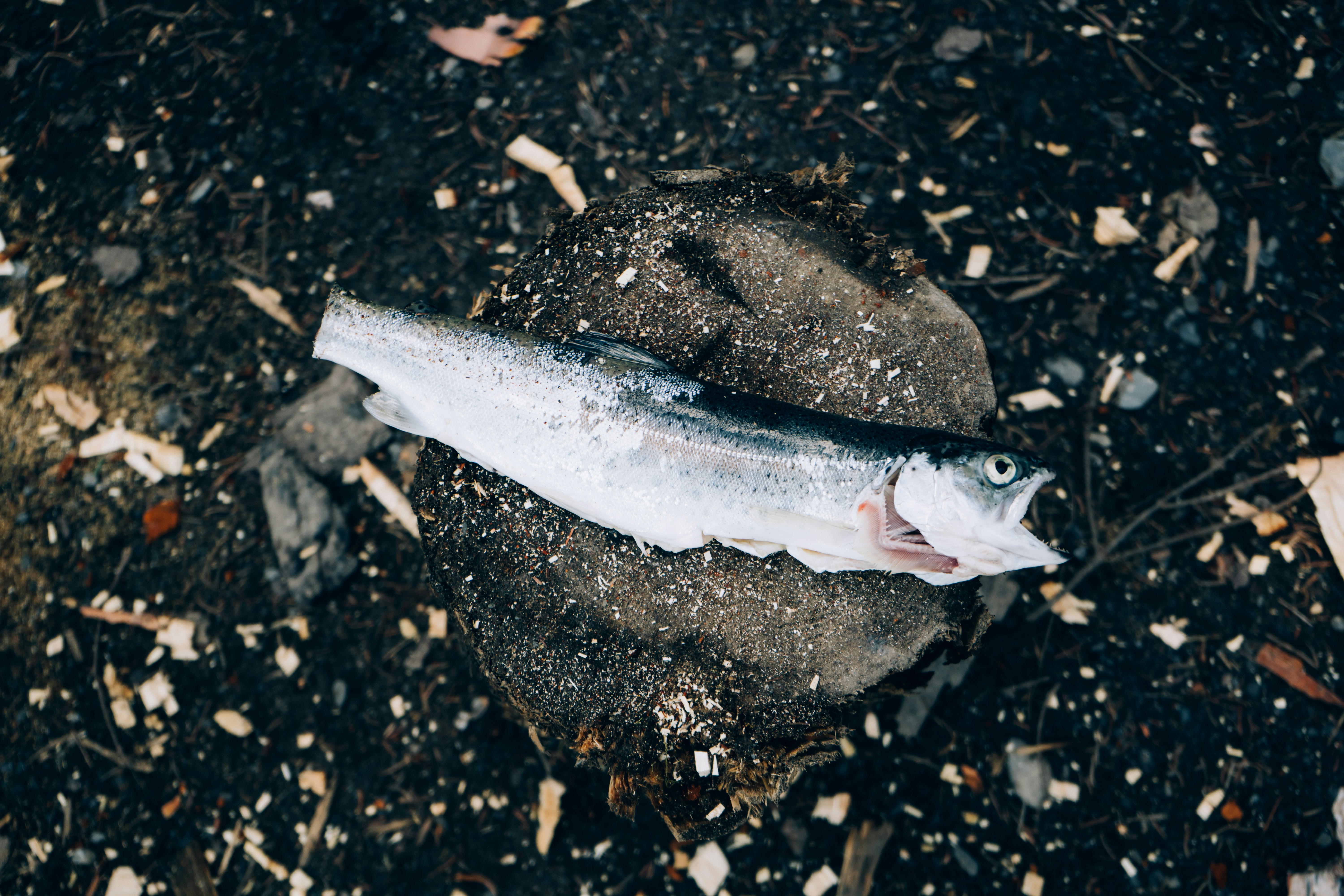 un poisson couché sur un rocher