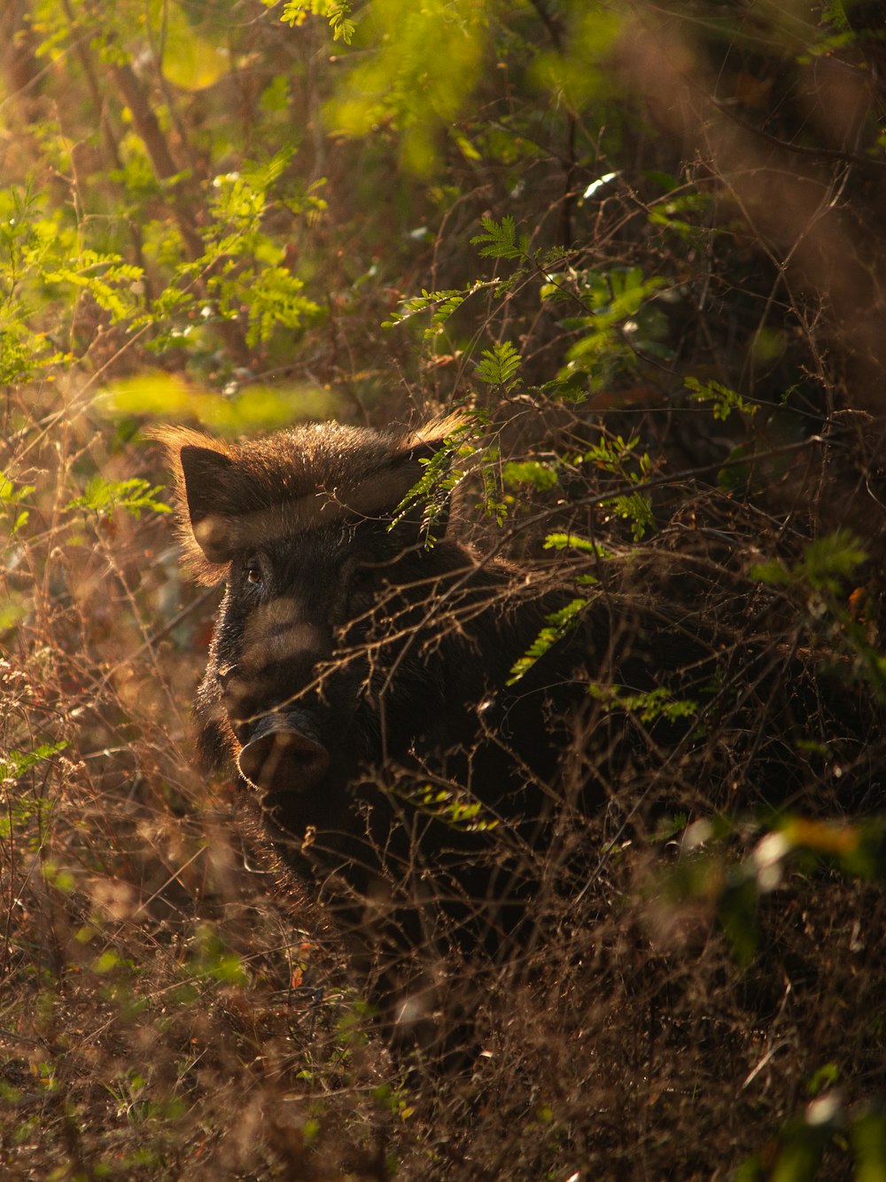 Ein Wildschwein, das sich im Gebüsch versteckt