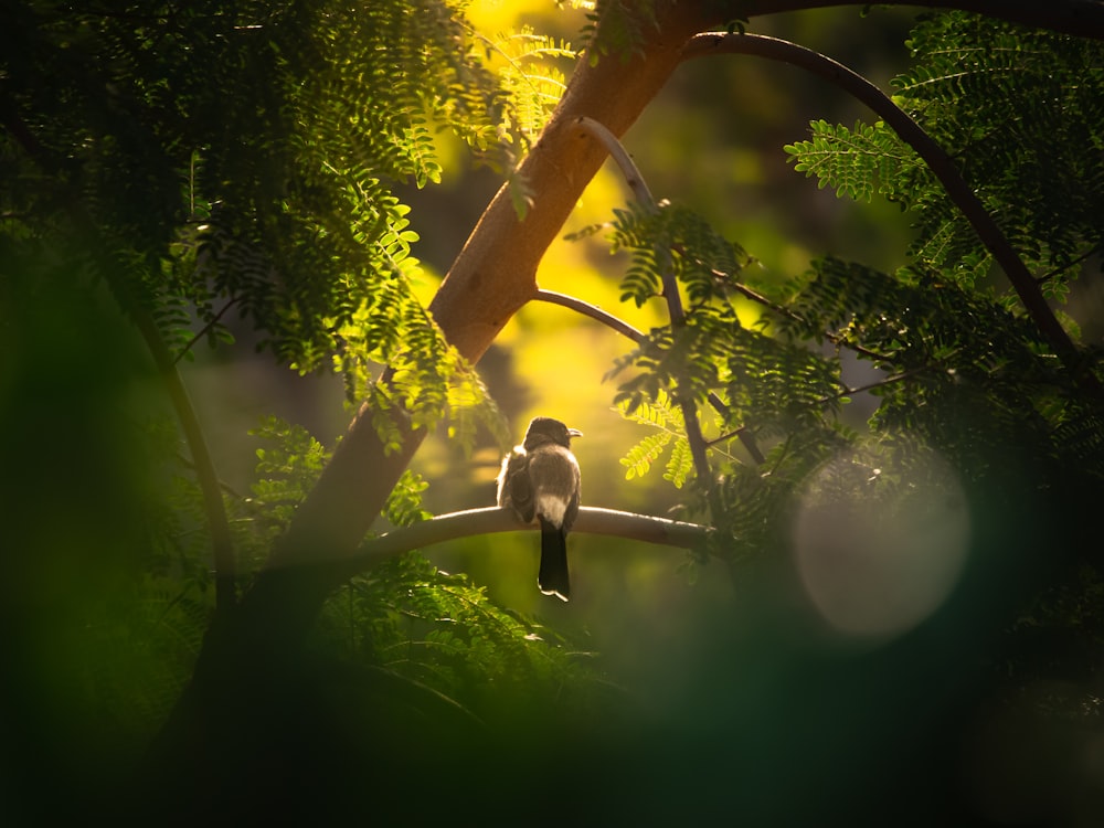 a bird sitting on a tree branch in a forest