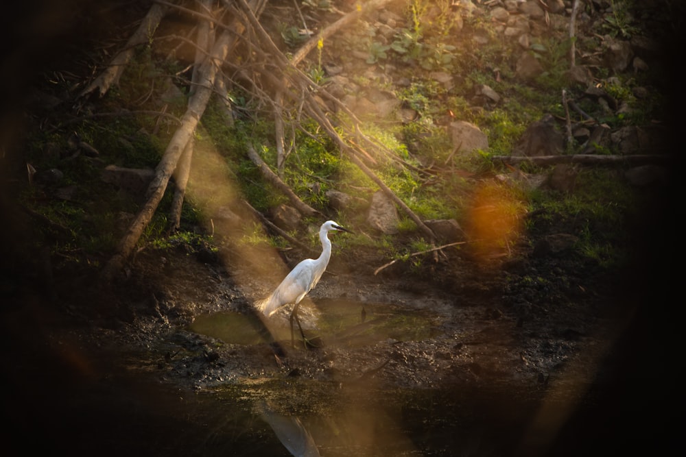 a white bird is standing in the water