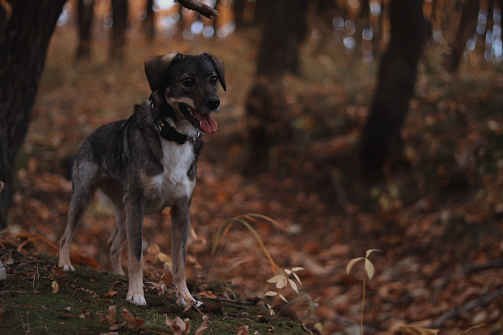 a dog is standing in a wooded area
