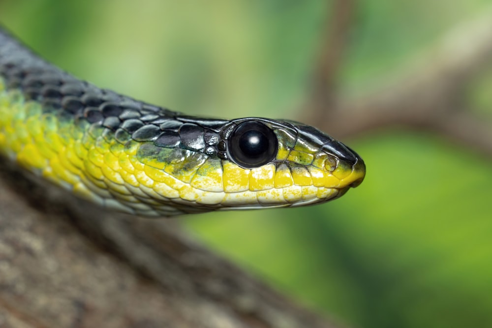 a close up of a snake on a tree branch
