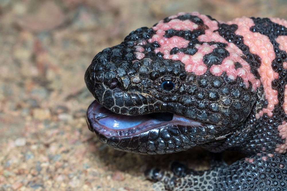 a close up of a lizard with its mouth open