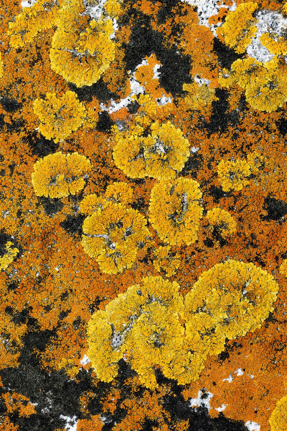 a bunch of yellow flowers that are on a rock