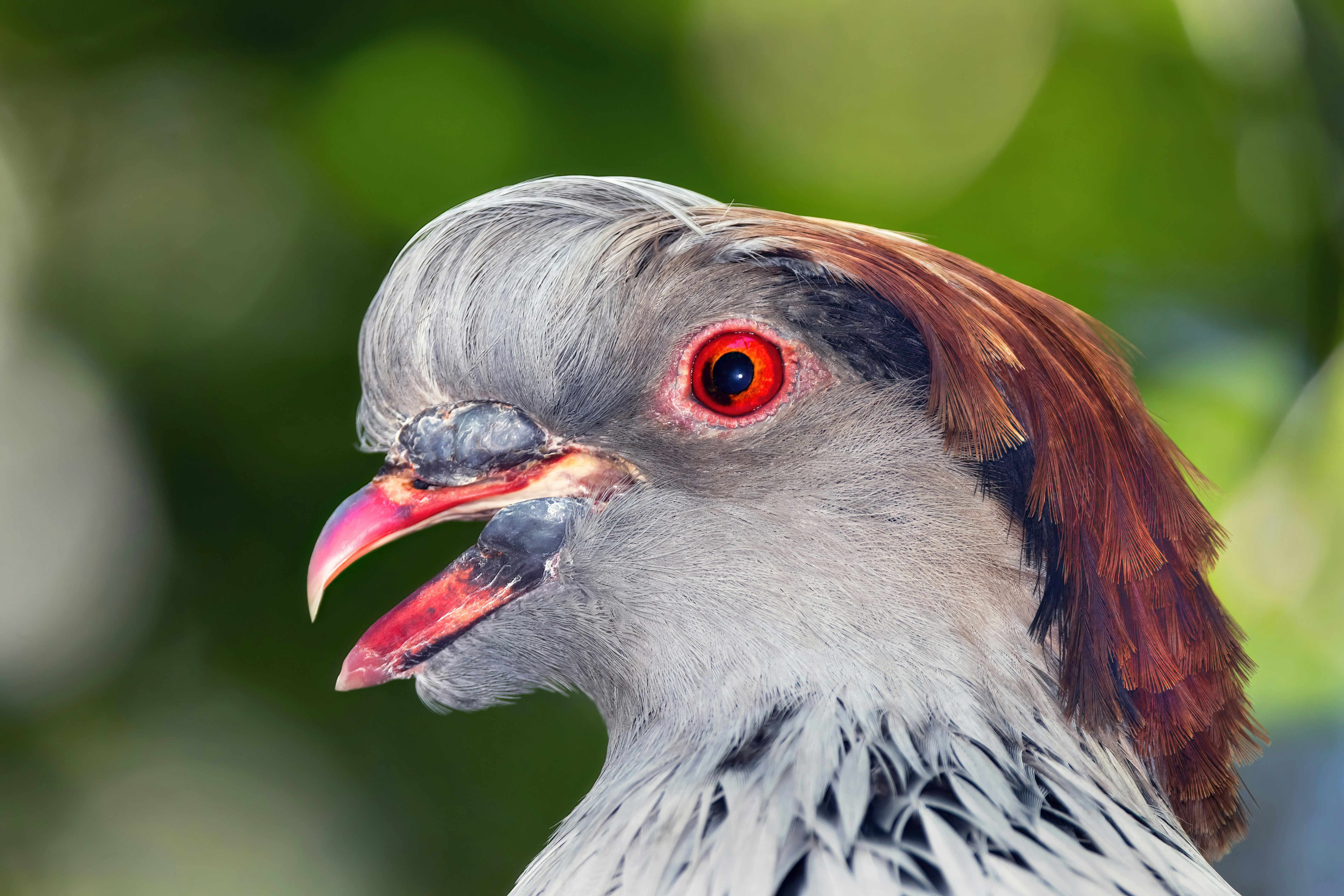 a close up of a bird with a red eye