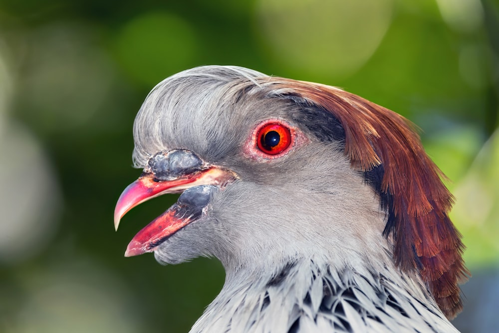 a close up of a bird with a red eye