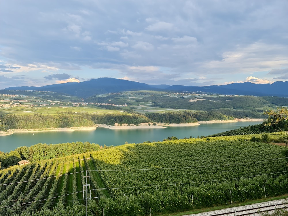 a scenic view of a vineyard with a lake and mountains in the background