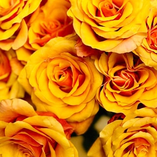 a bunch of yellow roses with red centers