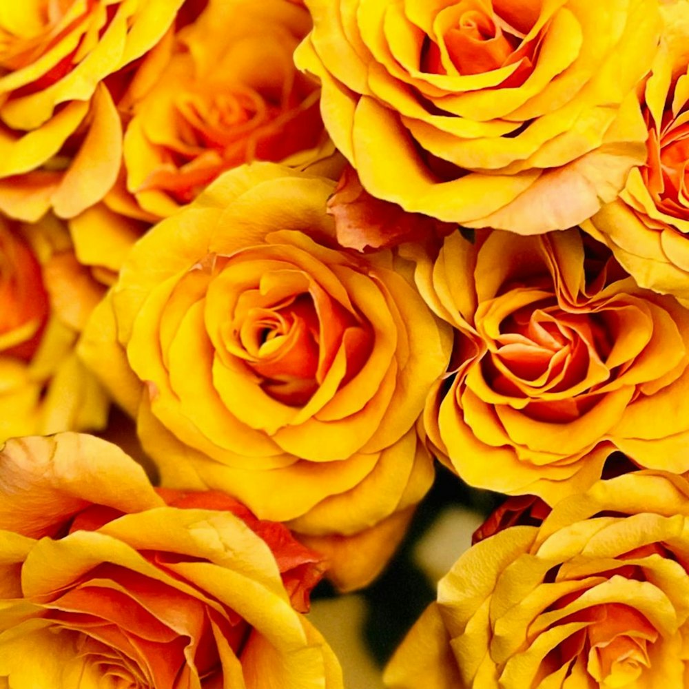 a bunch of yellow roses with red centers