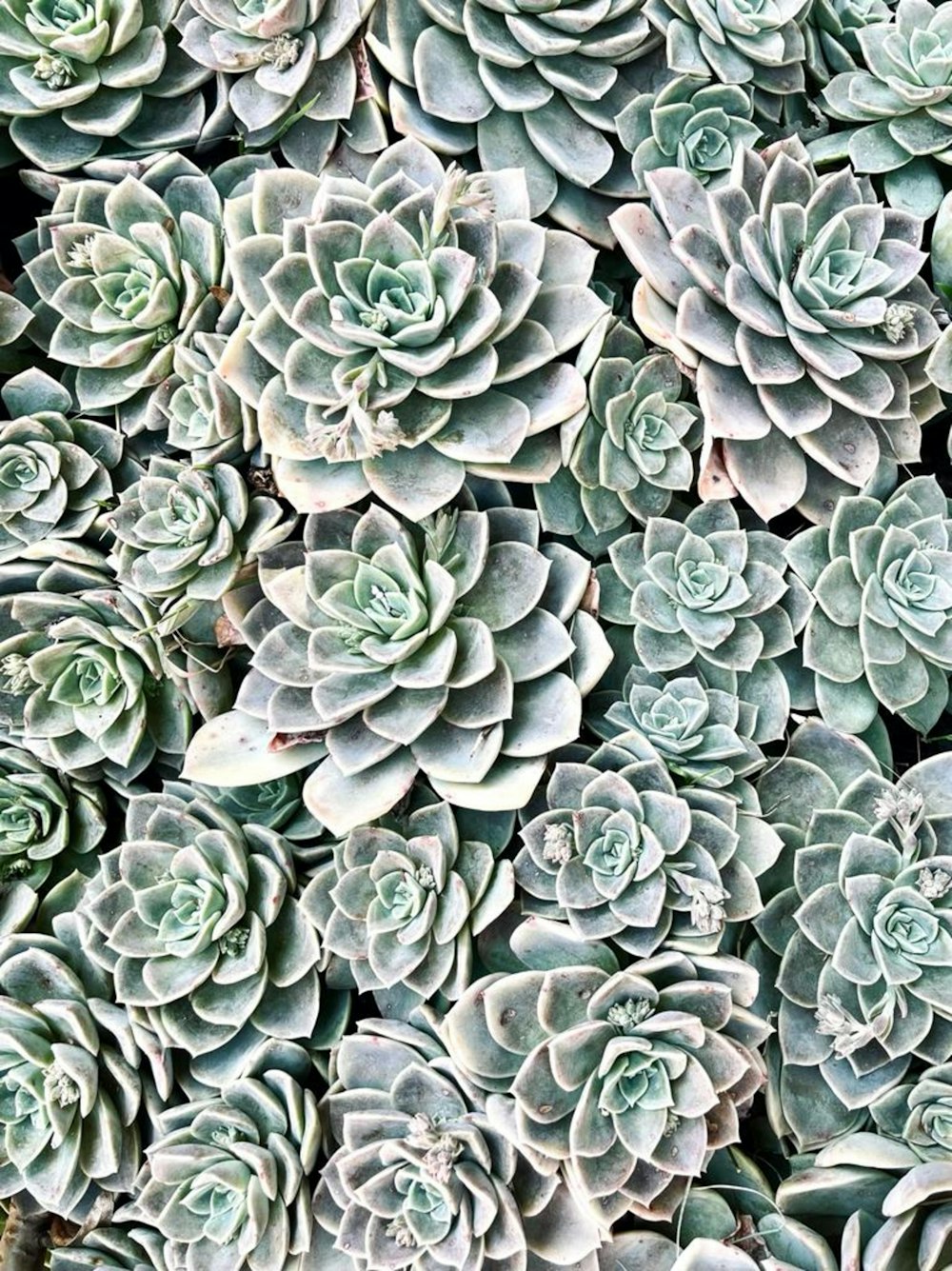 a bunch of succulents that are growing together