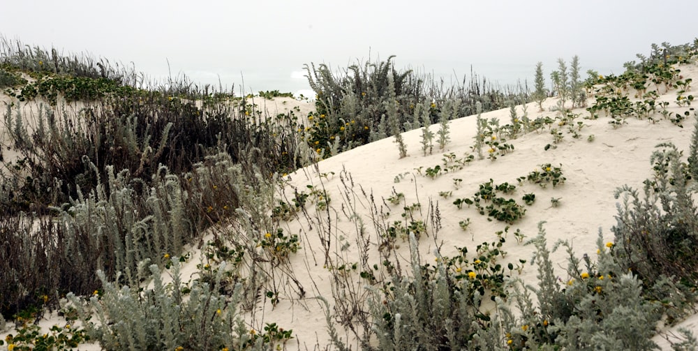 a group of plants growing on top of a sandy hill