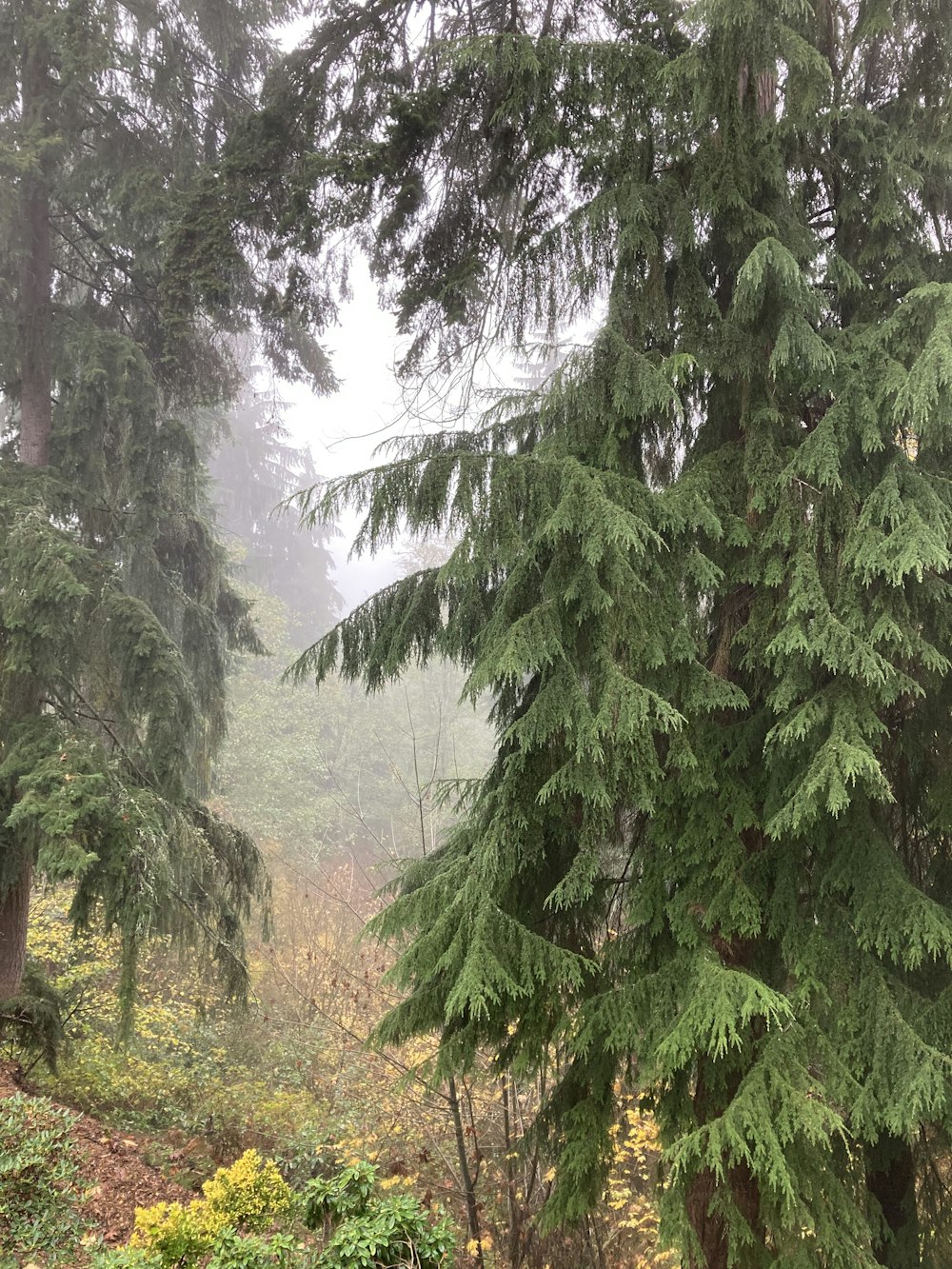 a forest filled with lots of green trees