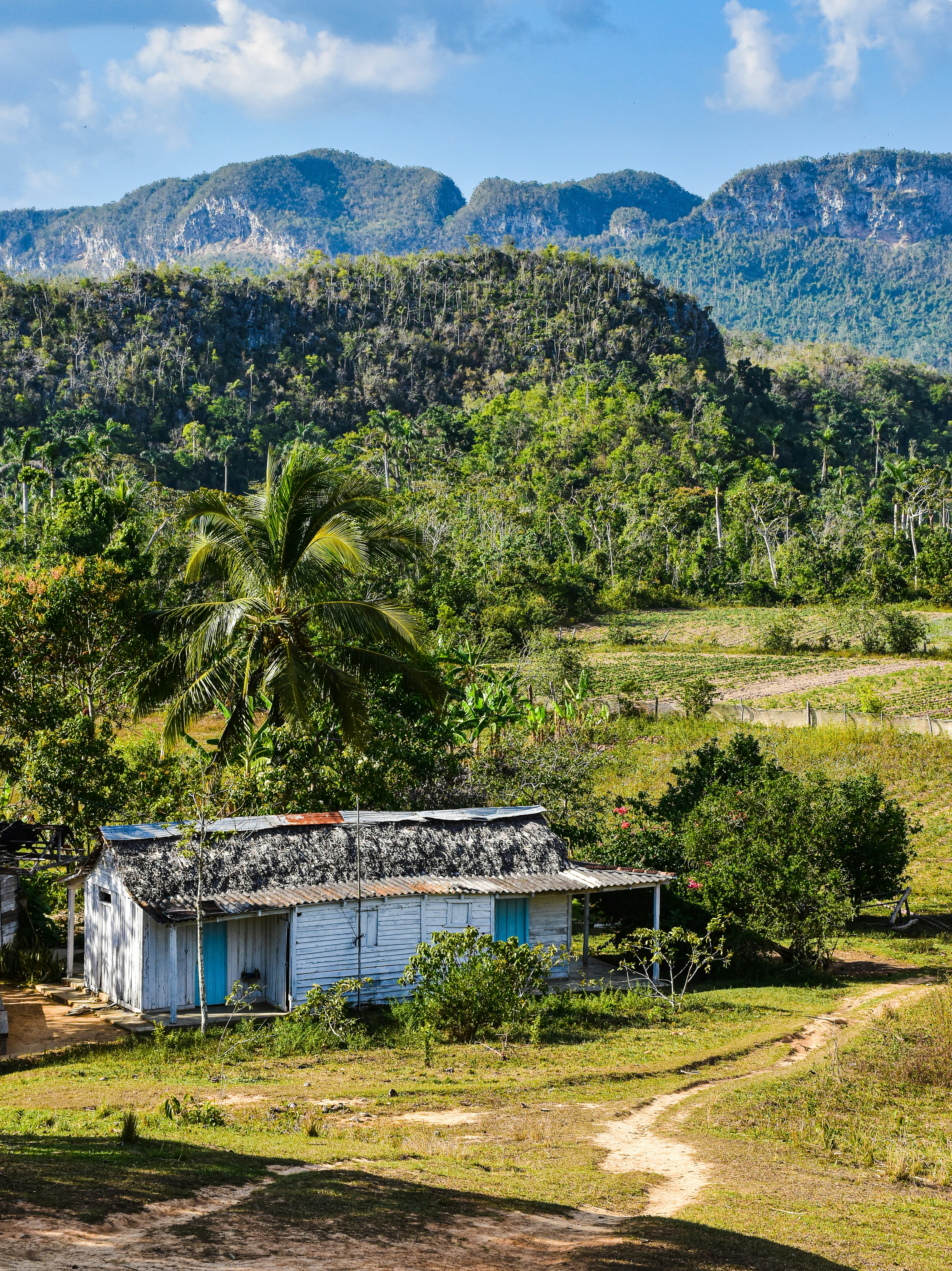 A small shack in the middle of a jungle photo – Free Vinales Image on ...