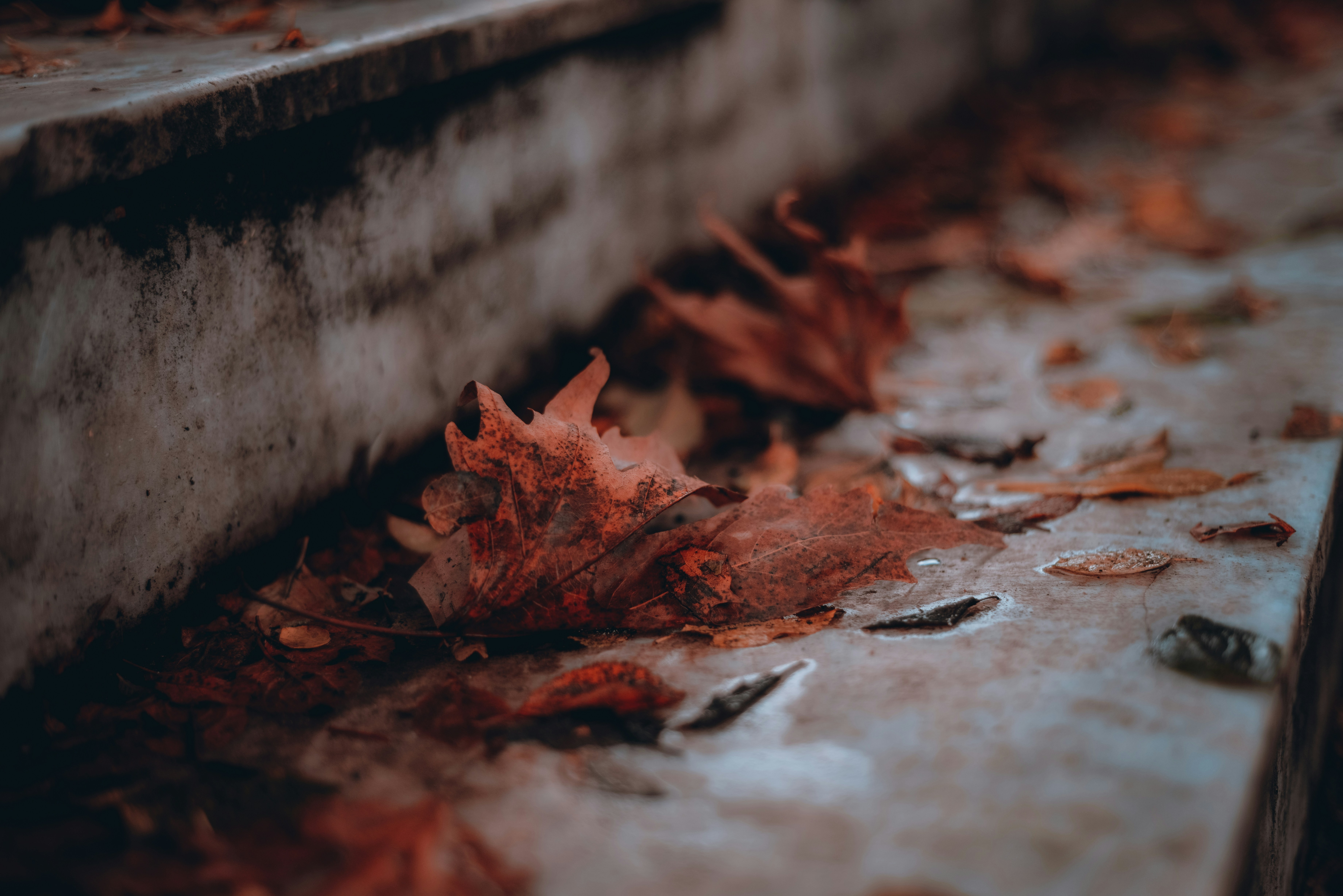 a bunch of leaves that are on the ground