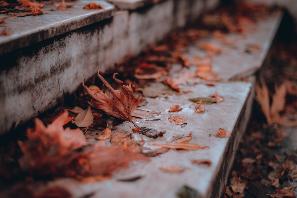 a bunch of leaves that are on some steps