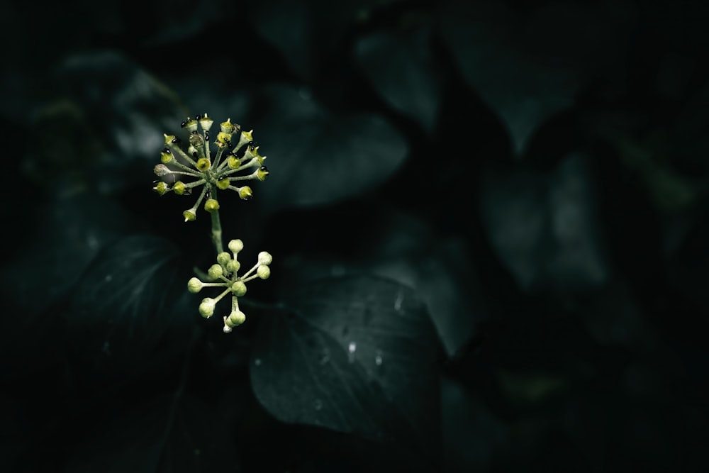 a close up of a flower on a plant