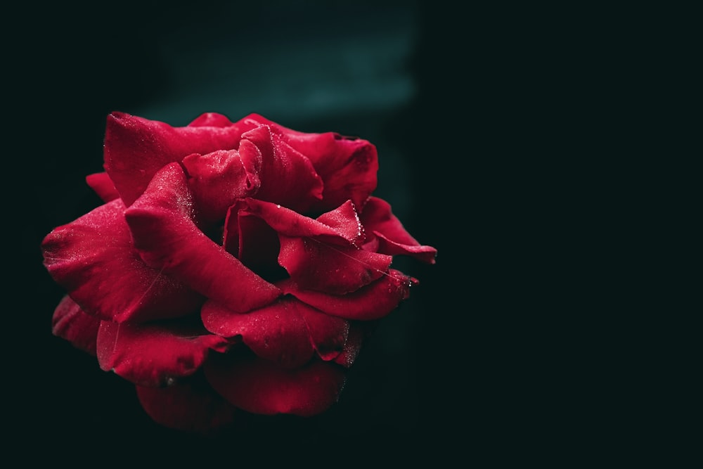 a close up of a red rose on a black background