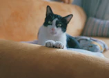 A playful cat dressed in a soft yellow and teal sweater lounging on a cozy couch.