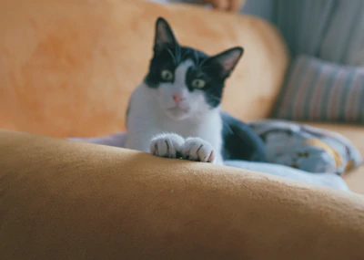 A playful cat dressed in a soft yellow and teal sweater lounging on a cozy couch.