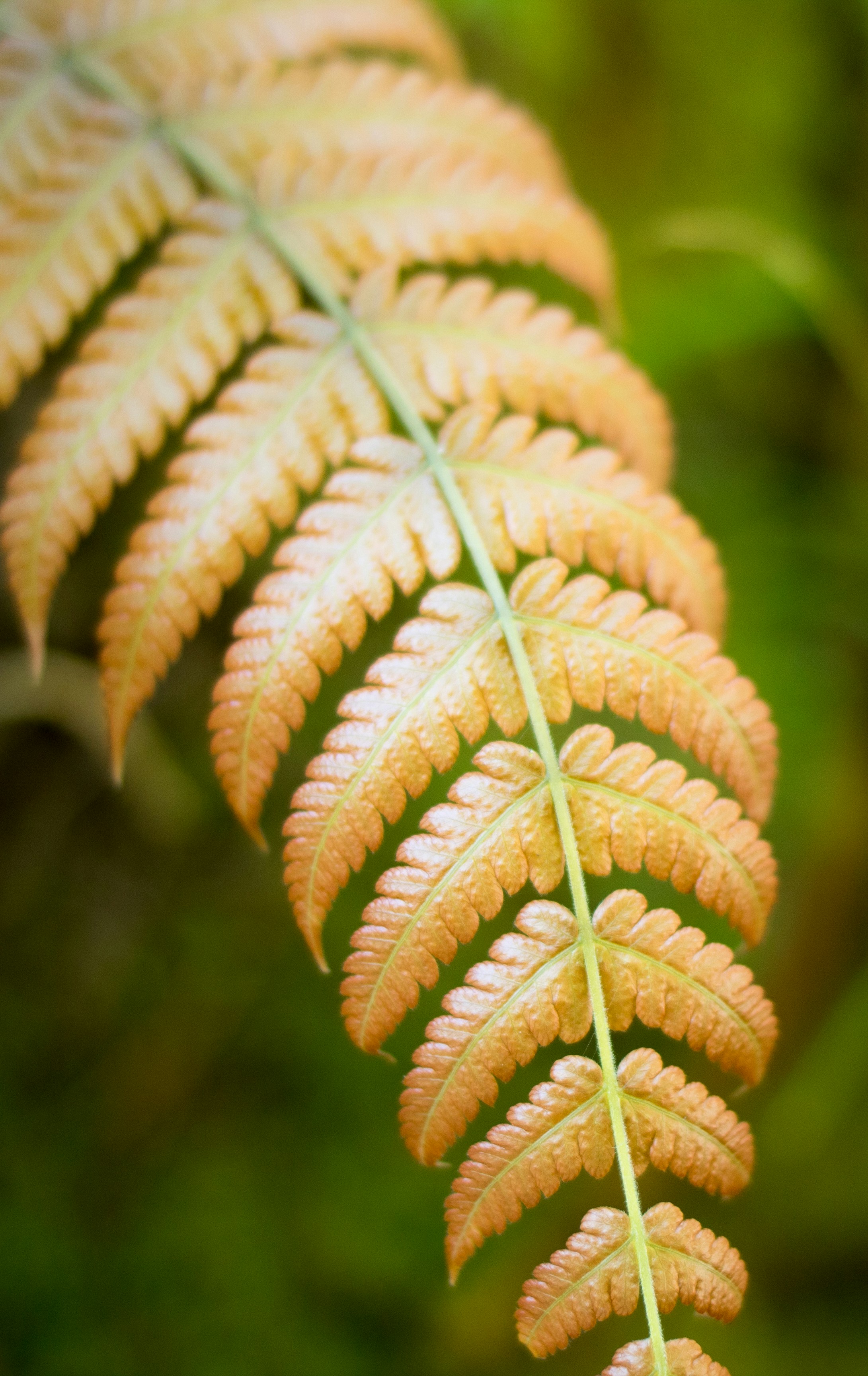 a close up of a leaf with a blurry background