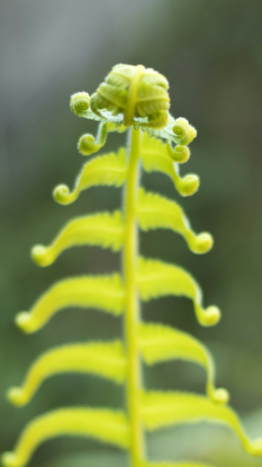 a close up of a green plant with a blurry background