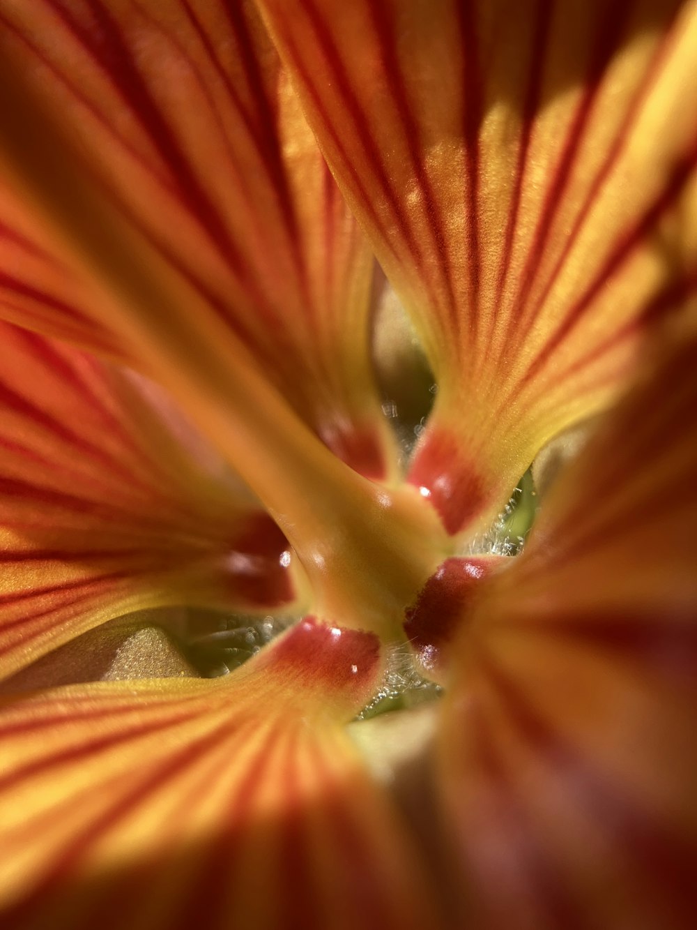 a close up of a red and yellow flower