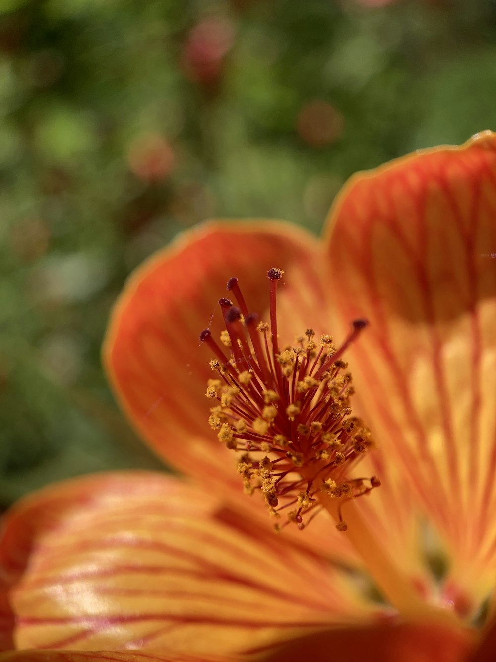 a close up of a flower with a blurry background