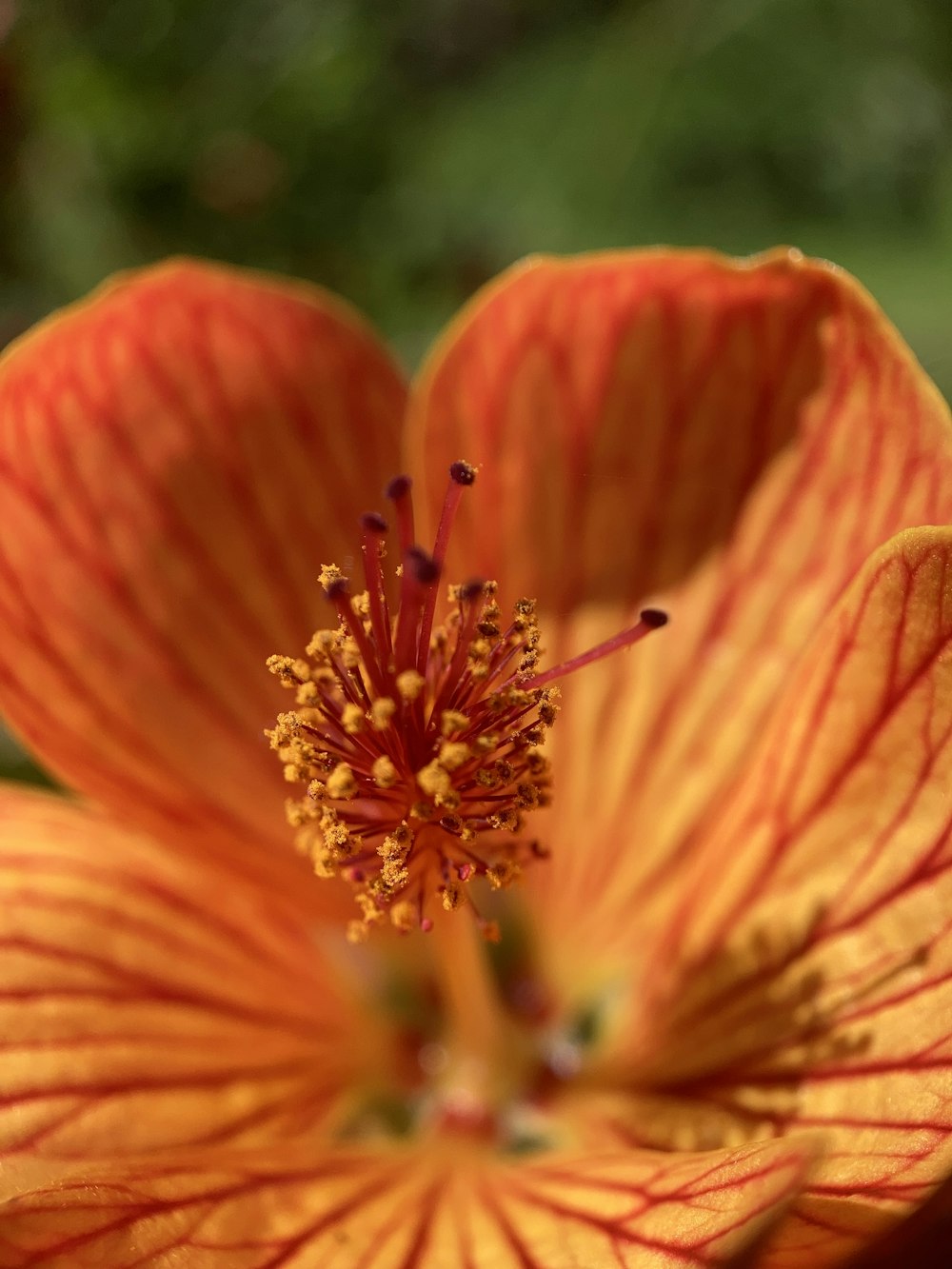 a close up of a yellow and red flower