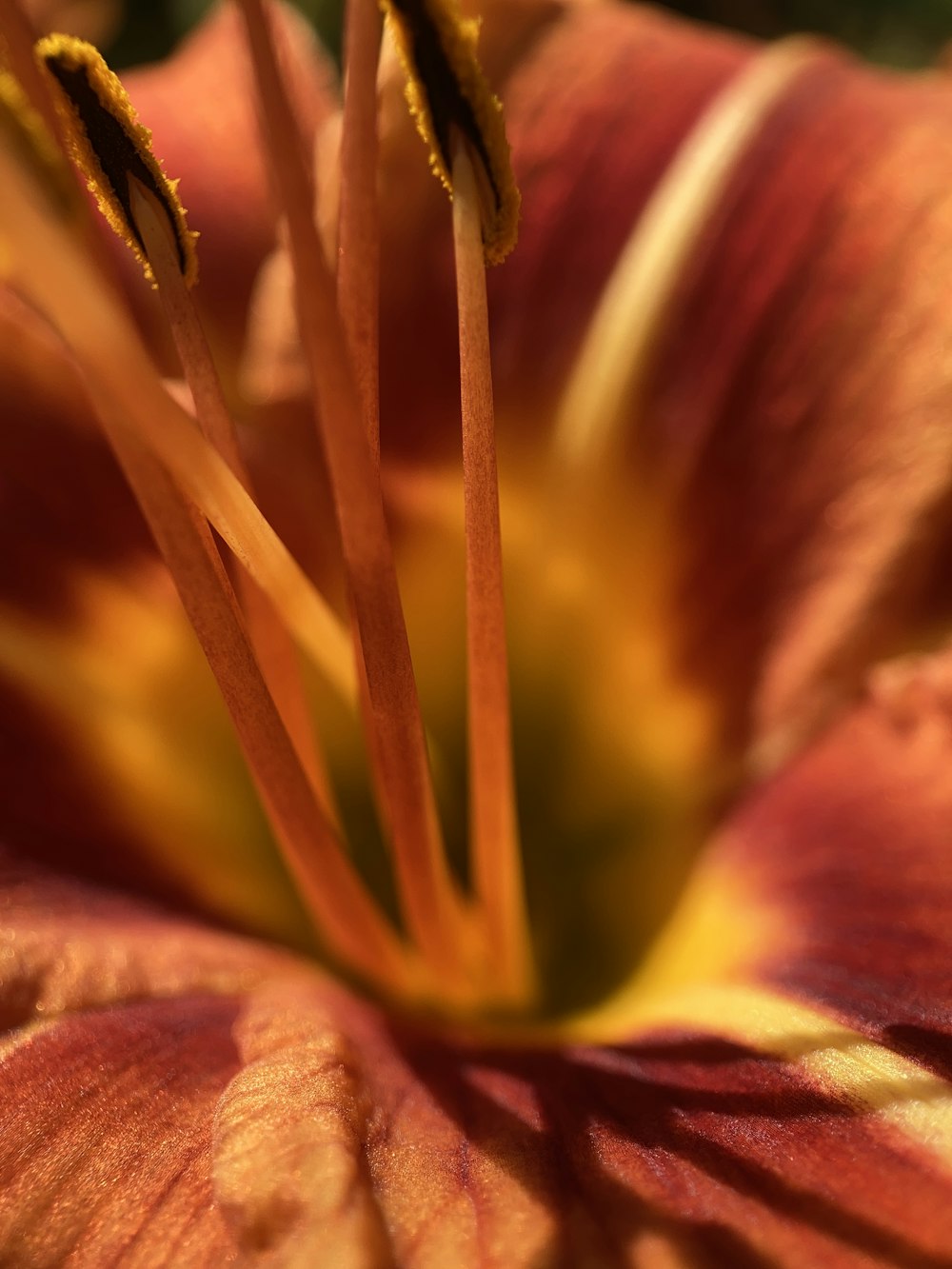 a close up of a red flower with yellow stamen