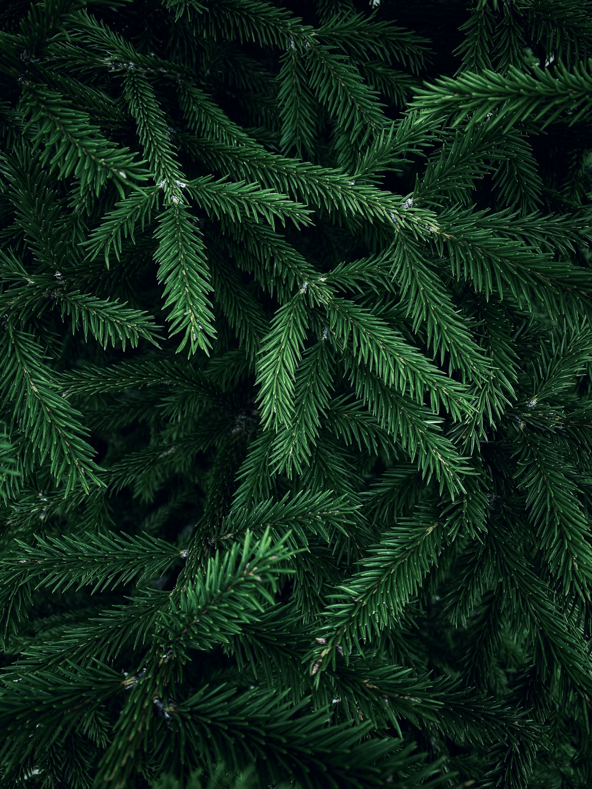 a close up of a pine tree with green needles