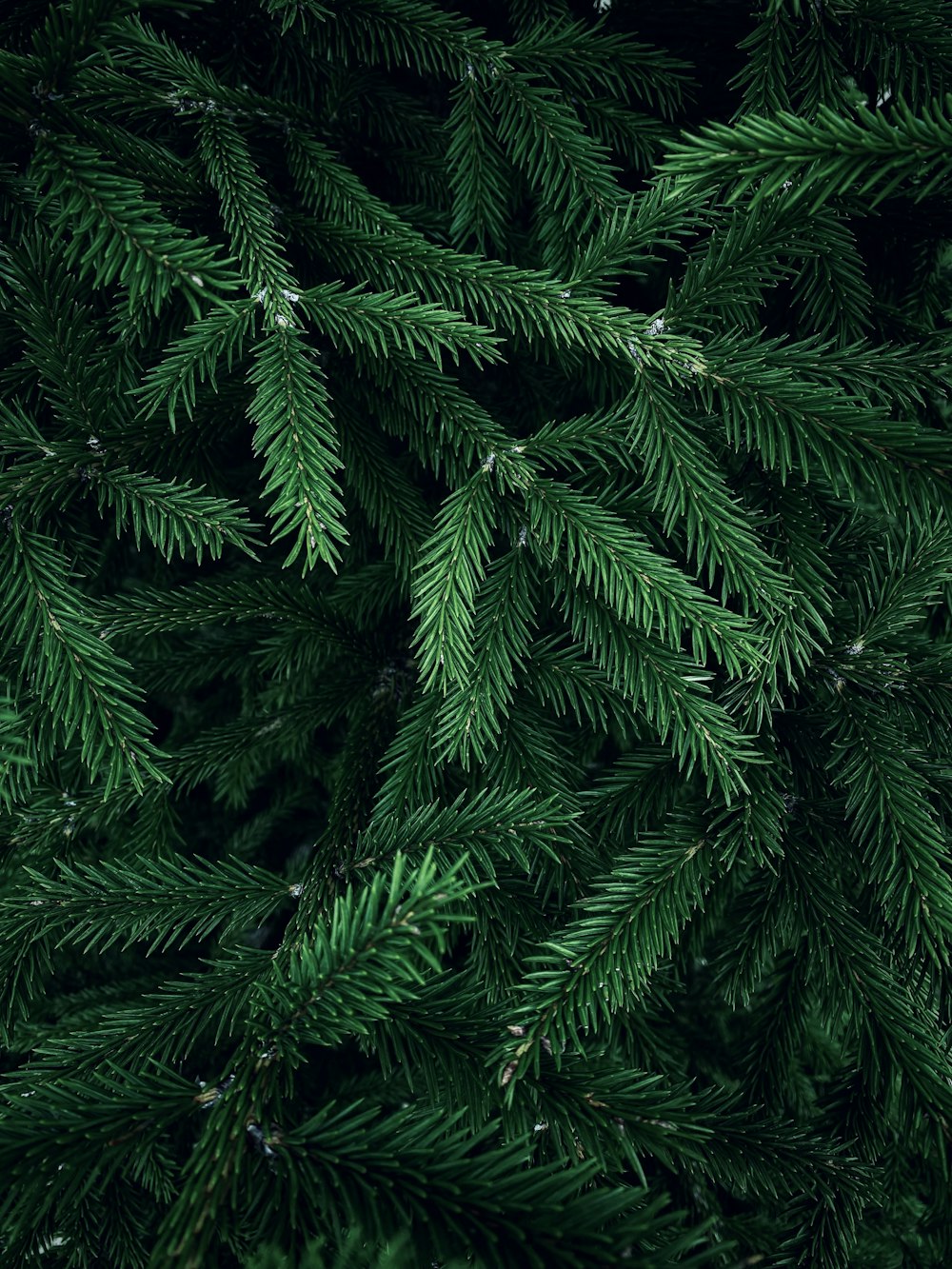 a close up of a pine tree with green needles