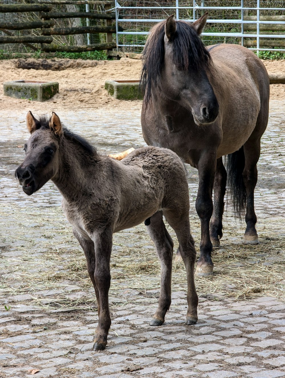 a baby horse standing next to an adult horse