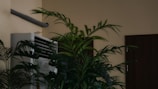 An indoor scene featuring lush green plants placed near a white air conditioning unit. The plants have long, broad leaves and are positioned against a beige wall. A brown door is visible in the background.