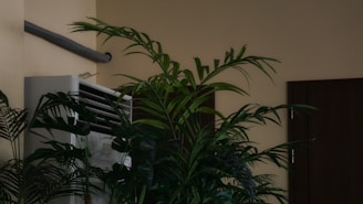 An indoor scene featuring lush green plants placed near a white air conditioning unit. The plants have long, broad leaves and are positioned against a beige wall. A brown door is visible in the background.