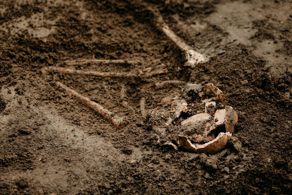 a skeleton of a bird in the dirt