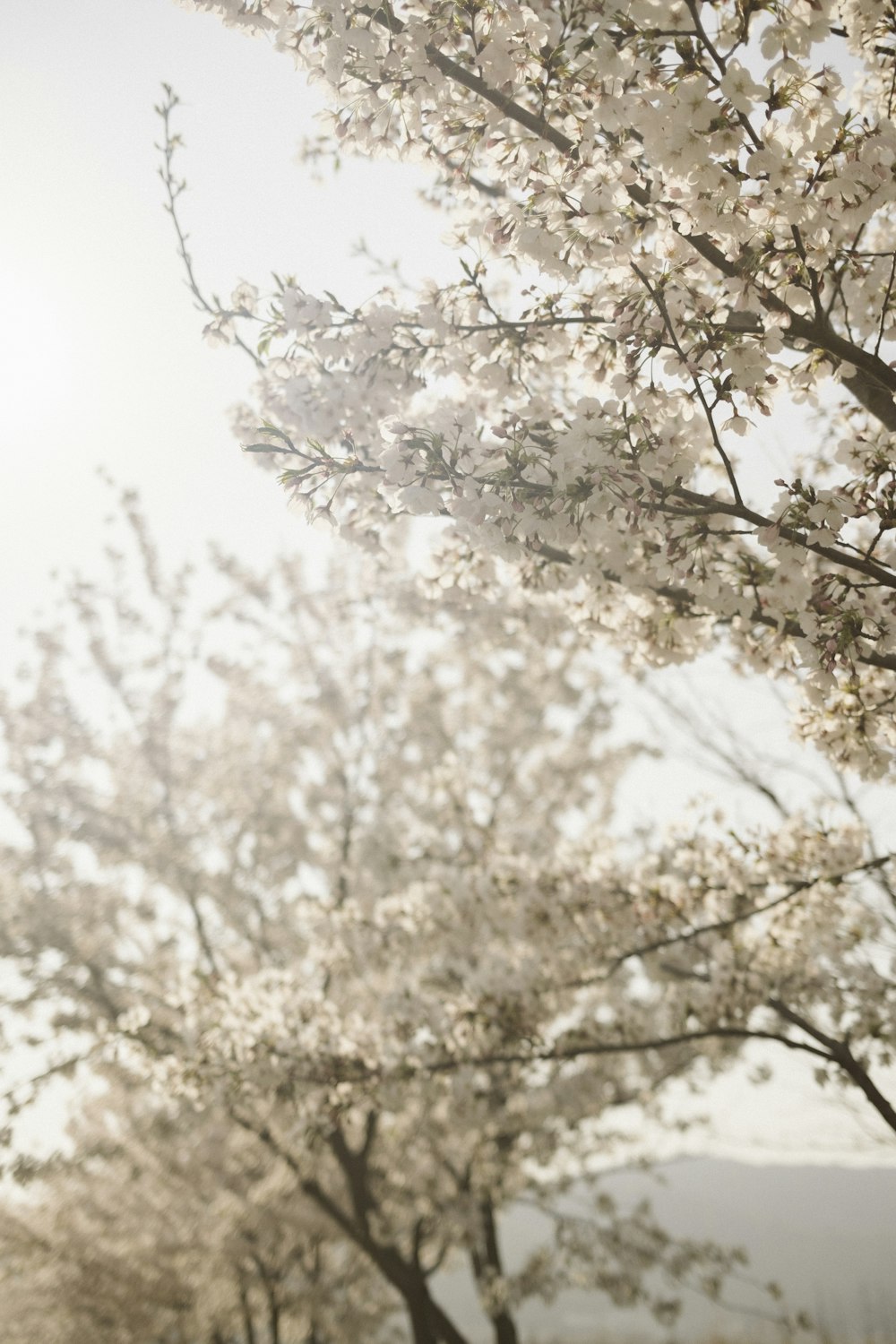 a park bench sitting under a tree filled with flowers