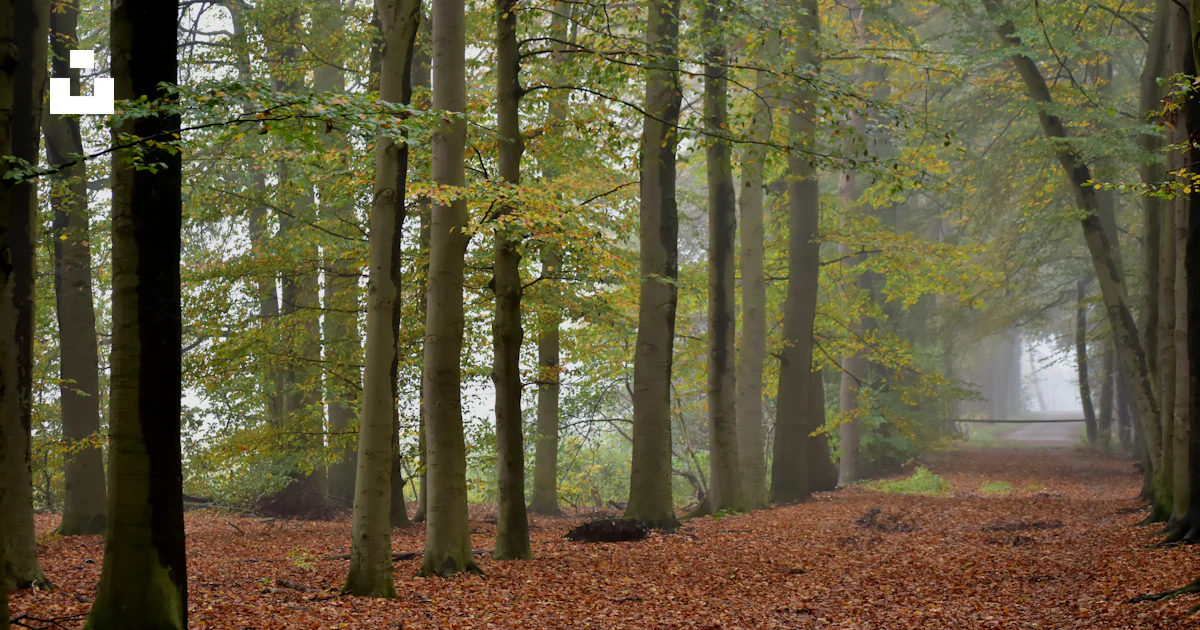 Sol Chemin Un chemin à travers une forêt avec beaucoup de feuilles sur le sol ...