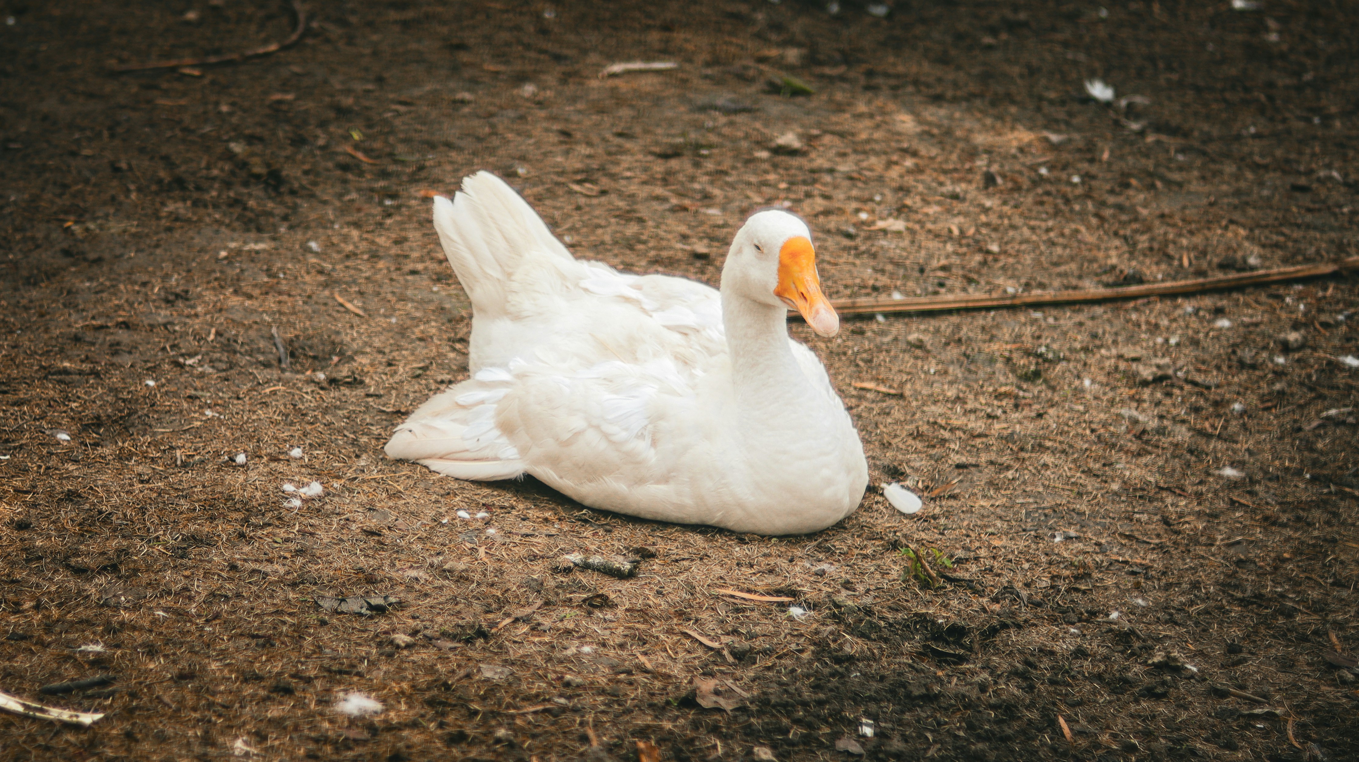 Photo by kayozzphotography