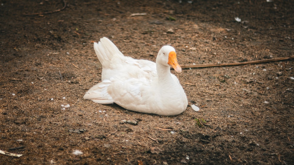 a white duck is laying on the ground
