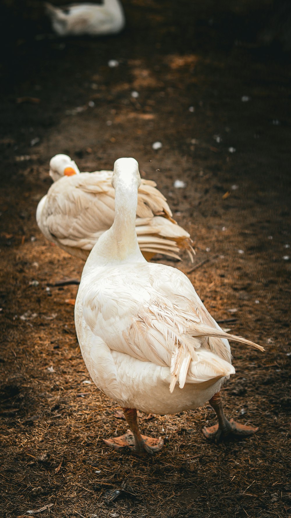 two white ducks standing next to each other on the ground