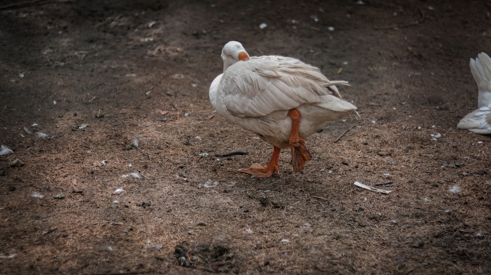 a white bird standing on top of a dirt field