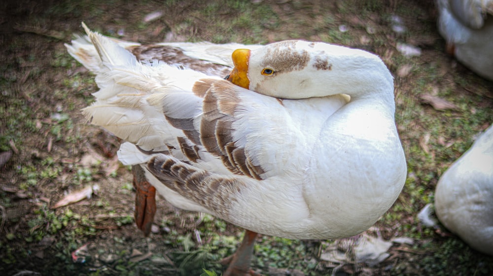 a white duck with a brown stripe on its head