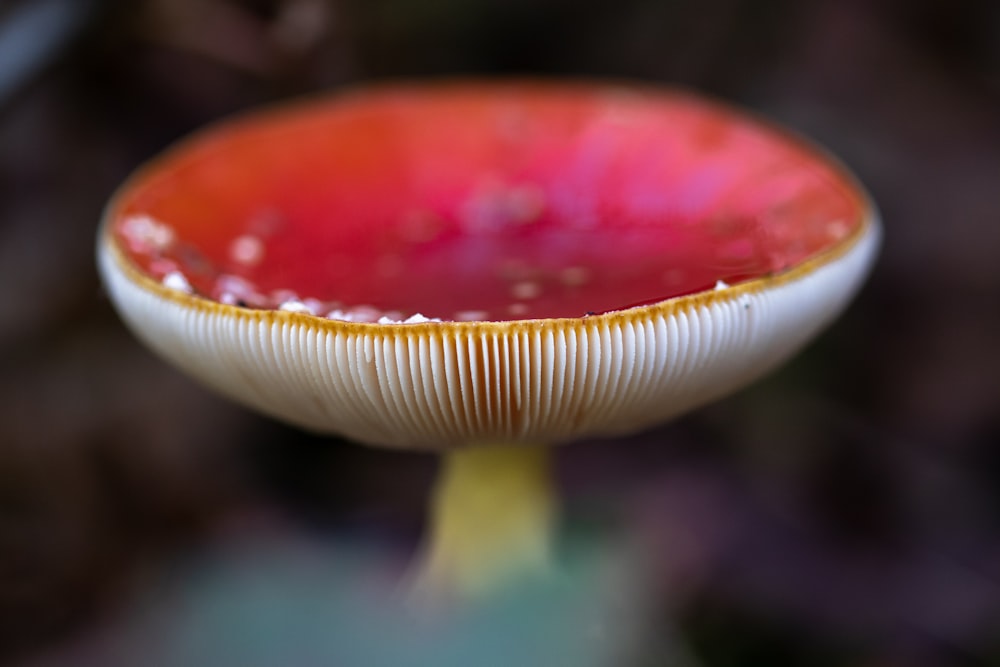 a close up of a red and white vase