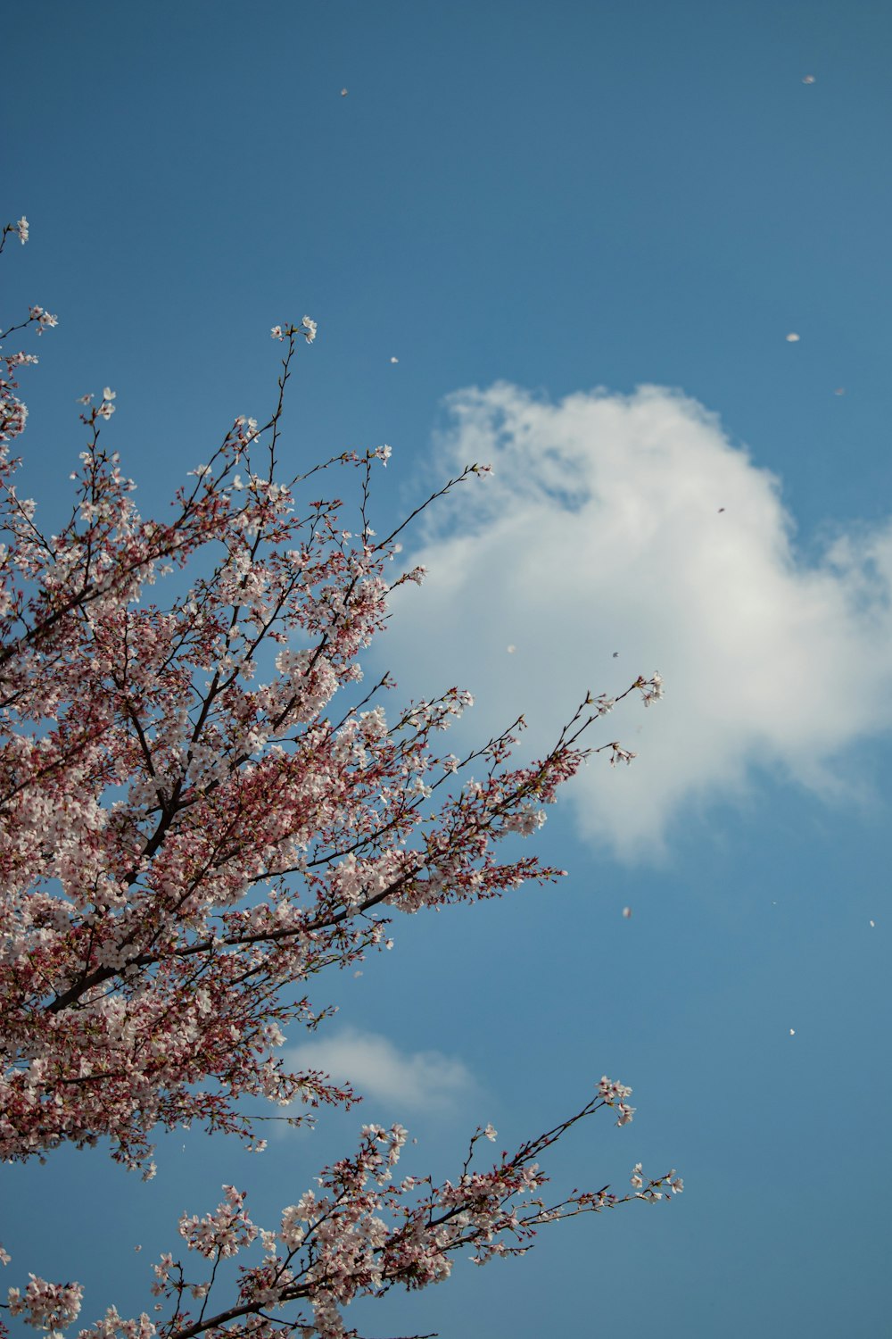 a tree with lots of pink flowers in front of a blue sky